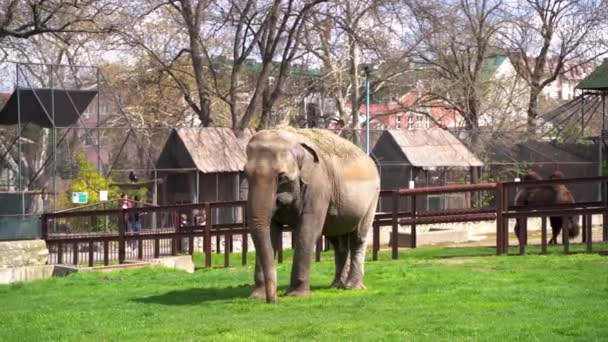 Elefante Dentro Jaula Zoológico Belgrado Belgrado Serbia Abril 2023 — Vídeo de stock