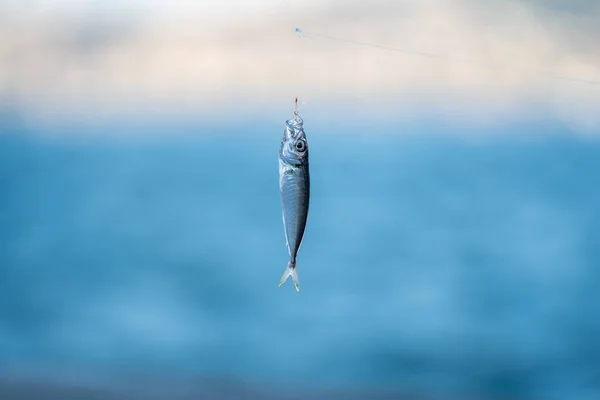 Peixe Biqueirão Capturado Gancho — Fotografia de Stock