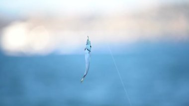 Ançüez balığı oltaya takıldı.