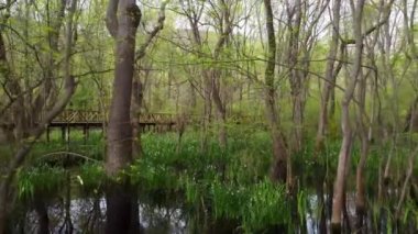 4K ormanındaki ağaçlar arasındaki tahta köprü. Çakirlar Korusu, Samsun, Türkiye.