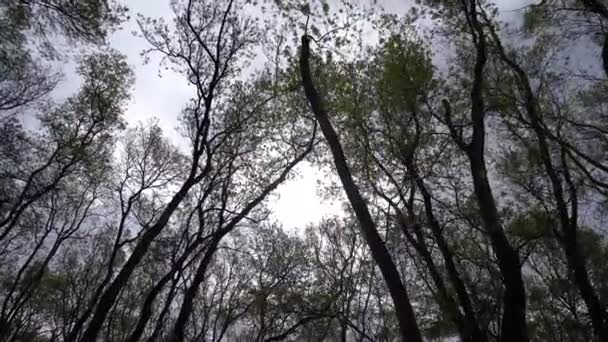 Σκιαγραφίες Δέντρων Και Φύλλων Στο Δάσος Cakirlar Grove Σαμψούντα Τουρκία — Αρχείο Βίντεο