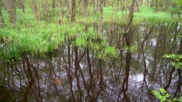 Plantas Verdes Floresta Reflexão Lagoa Cakirlar Grove Samsun Turquia — Vídeo de Stock