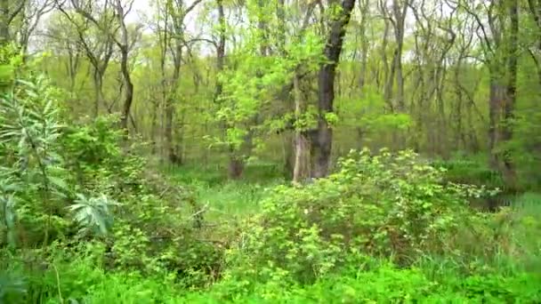 Träd Bland Gröna Växter Skogen Kakirlarlundar Samsun Turkiet — Stockvideo