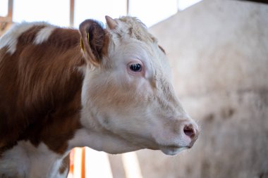 Süt çiftliğinde süt sığırları.
