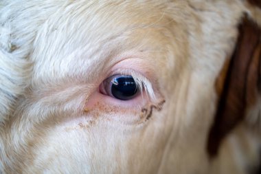 Süt çiftliğinde ineğin gözünü kapat..