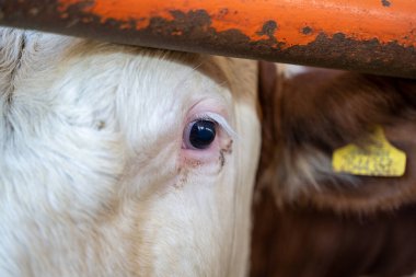 Süt çiftliğinde ineğin gözünü kapat..