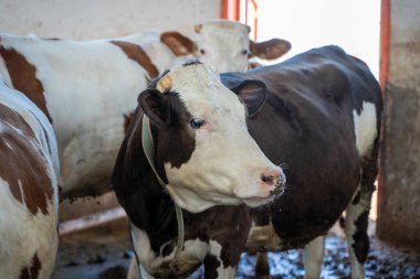 Süt çiftliğinde süt sığırları.