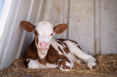 Süt çiftliğinde kahverengi ve beyaz inek yavrusu.