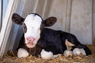 Süt çiftliğinde beyaz ve siyah inek yavrusu.