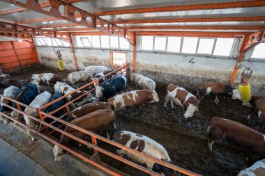 Modern süt çiftliğinde bir sürü inek var..