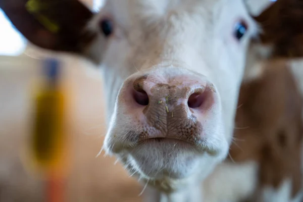 Close up of wet nose of cow in dairy farm.