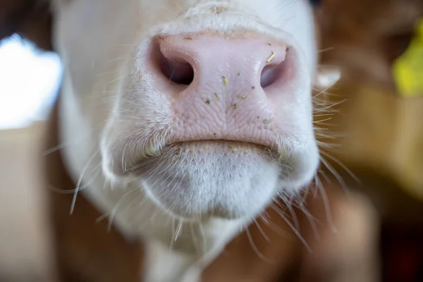 Close up of wet nose of cow in dairy farm.