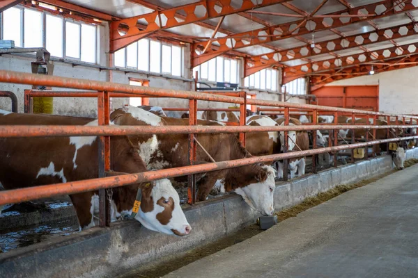 Dairy Cows Dairy Farm — Stock Photo, Image