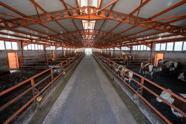 Cows inside the dairy farm building.