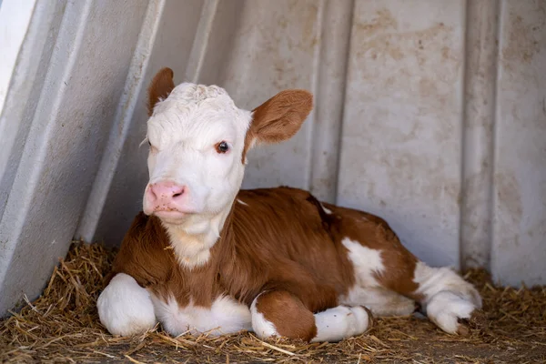 stock image Little baby cow calf on dairy farm.