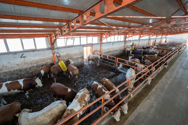 Lots Cows Modern Dairy Farm — Stock Photo, Image