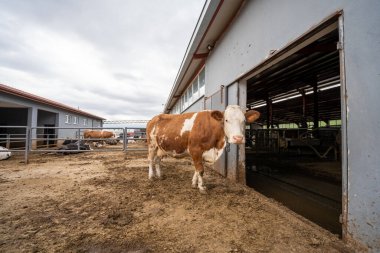 Modern süt çiftliğindeki inekler.