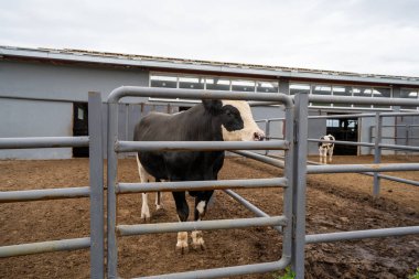 Süt çiftliğindeki kafeste inek.