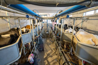 Süt çiftliğindeki inek sağma tesisi ve otomatik sağma ekipmanları.