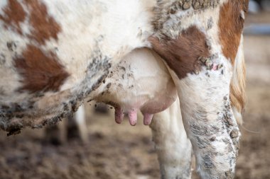 Süt ürünleri çiftliğindeki ineğin memeleri..