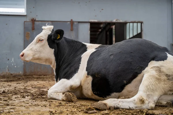 Cow sitting on the ground in dairy farm.