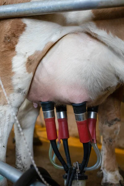 酪農場での牛の搾乳設備と自動搾乳装置 — ストック写真