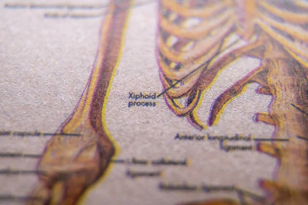 Zbliżenie Procesu Xiphoid Ludzki System Kostny — Zdjęcie stockowe