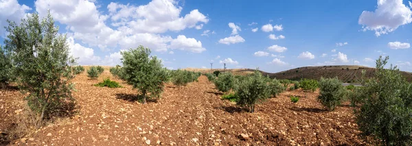 Stock image Panoramic view of olive trees in the field.