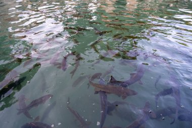 Balikligol 'da sazan balığı (Kutsal Balık Havuzu) Şanlıurfa.