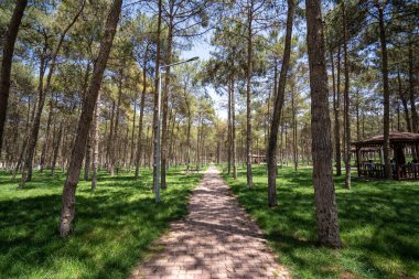 Gündüz vakti çam ağaçlarıyla çevrili şehir parkı.