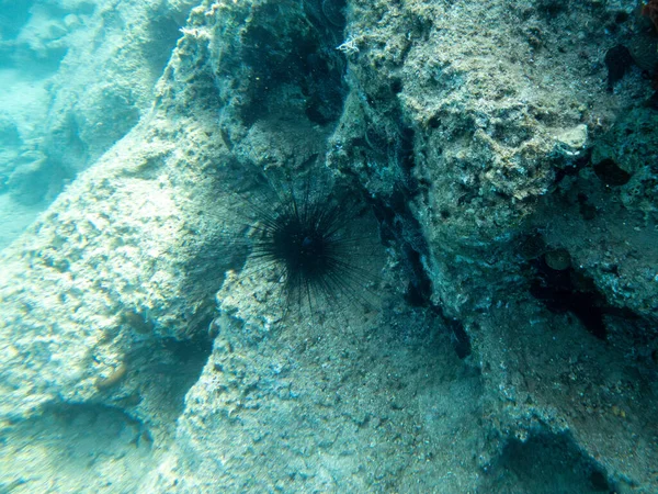 Big black sea urchin on the rock in the sea.