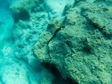 Karadeniz 'in derinliklerindeki kayalarda salatalık..