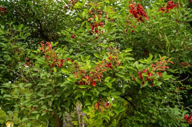 Parktaki horoz çıkıntısı mercan ağacı (Erythrina crista-galli) çiçekleri.