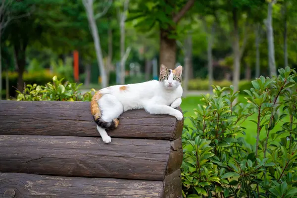 Gato Callejero Mirando Cámara Parque — Foto de Stock