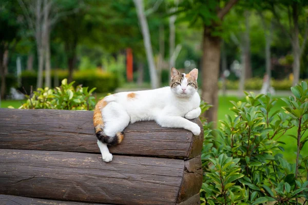 Enojado Gato Callejero Mirando Cámara Parque — Foto de Stock