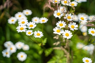 Yeşil çimlerin ve yaprakların arasında papatya çiçeği.