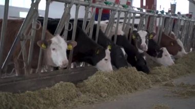 Bir sürü inek süt üretim çiftliğinde yemek yiyor.