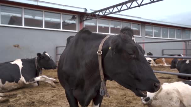 Moderní Venkovní Kravína Mléčné Farmě — Stock video