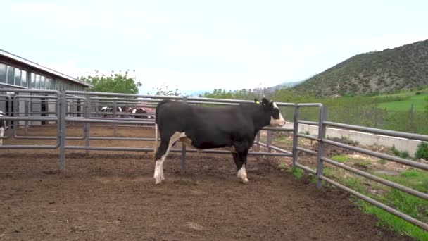Krávy Moderní Mléčné Farmě — Stock video