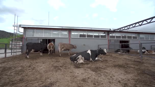Современный Открытый Коровник Молочной Ферме — стоковое видео