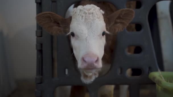 Malá Telátka Moderní Mléčné Farmě — Stock video