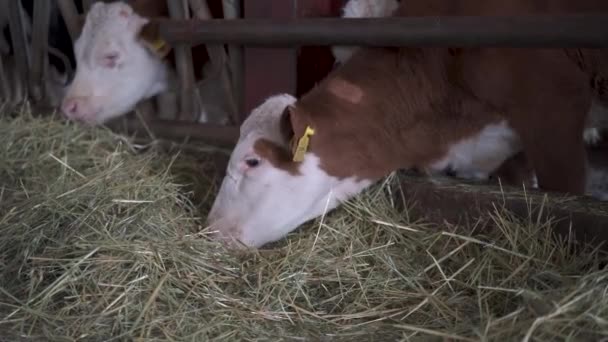 Tiempo Alimentación Las Vacas Lecheras Una Granja Lechera — Vídeos de Stock