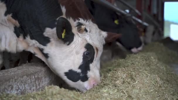 Rebaño Vacas Que Comen Heno Establo Granja Lechera — Vídeo de stock