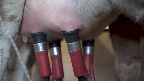 Instalación Ordeño Vacas Equipo Ordeño Automatizado Granja Lechera — Vídeo de stock