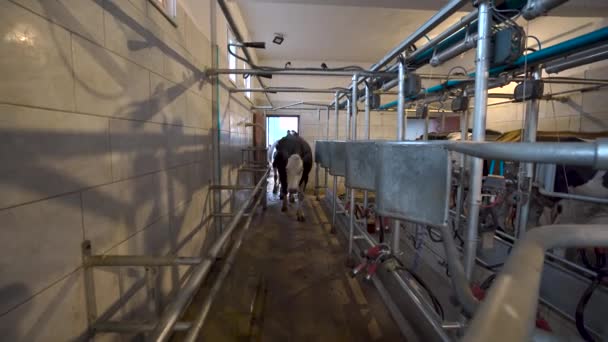 Cow Milking Facility Automated Milking Equipment Dairy Farm — Stock Video