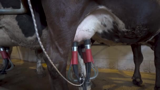 Cow Milking Facility Automated Milking Equipment Dairy Farm — Stock Video