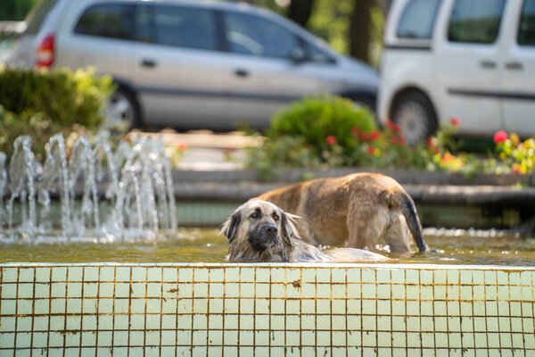 Stray dog swimming in the ornamental pool.