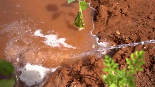 Água Que Flui Mangueira Para Campo Castanho — Vídeo de Stock