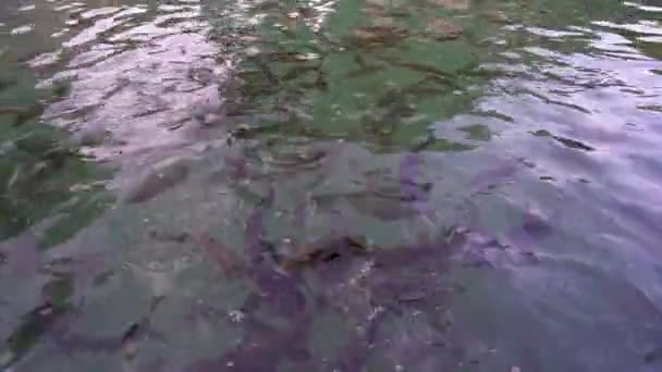 Balikligol 圣鱼池 的鲤鱼Sanliurfa — 图库视频影像