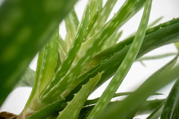 Aloe vera yaprakları izole edilmiş beyaz arkaplanda yakınlaşır.